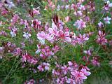 Gaura Pink